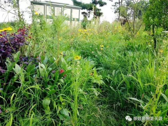 带孩子丽江自驾游,宝妈开着车带熊孩子兜风文案