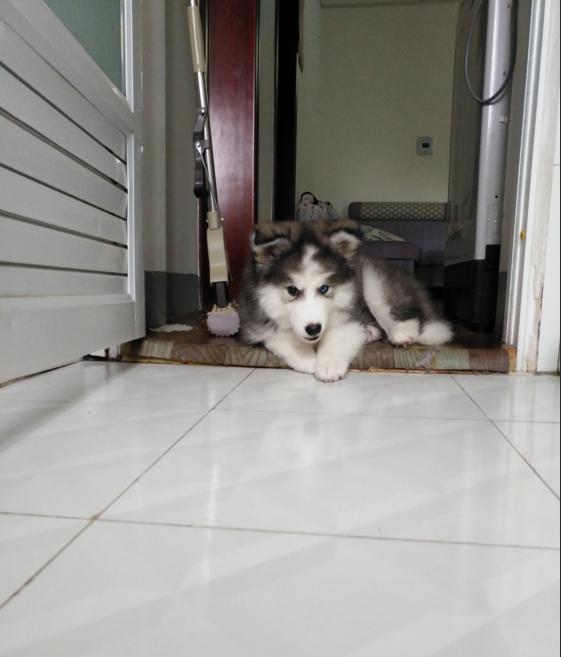 想着弄个三把火的二哈，回家却越看越奇怪，这是闪*狗电**？