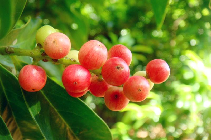 盘点世界上的奇特的水果,世界最奇葩罕见的20种水果