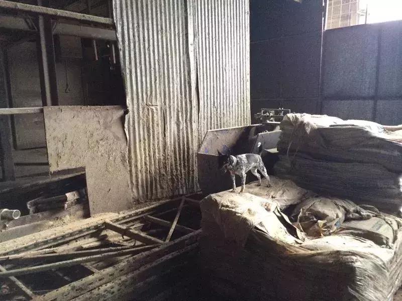 白天当宠物晚上捉老鼠,适合看家抓老鼠的狗