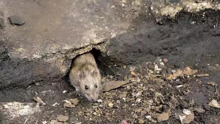 白天当宠物晚上捉老鼠,适合看家抓老鼠的狗