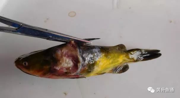 长毛了应该怎么去除,长毛怎么调理