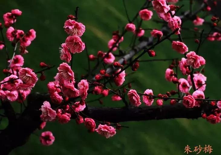 适合做盆景的梅花品种有哪些,梅花十大稀有品种哪种梅花最珍贵