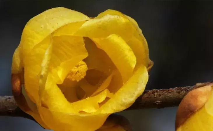 适合做盆景的梅花品种有哪些,梅花十大稀有品种哪种梅花最珍贵