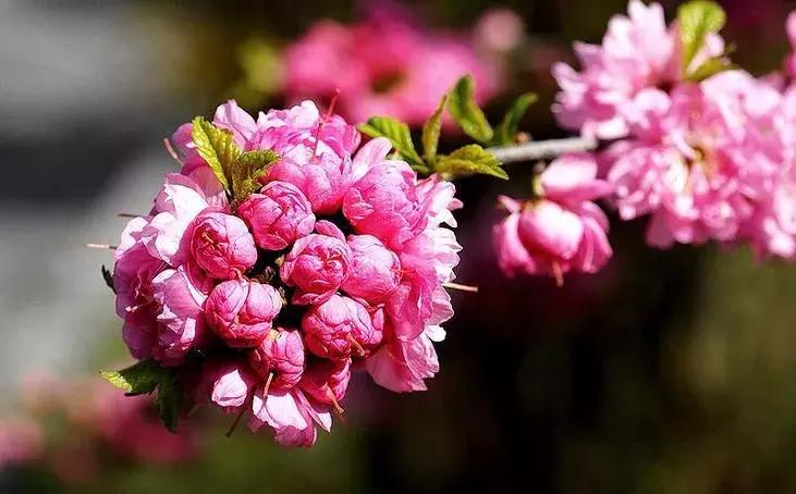适合做盆景的梅花品种有哪些,梅花十大稀有品种哪种梅花最珍贵