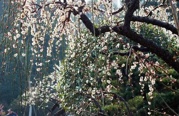 适合做盆景的梅花品种有哪些,梅花十大稀有品种哪种梅花最珍贵