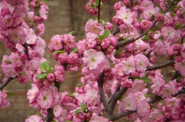 适合做盆景的梅花品种有哪些,梅花十大稀有品种哪种梅花最珍贵