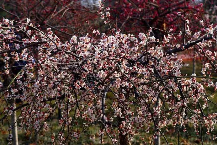 适合做盆景的梅花品种有哪些,梅花十大稀有品种哪种梅花最珍贵