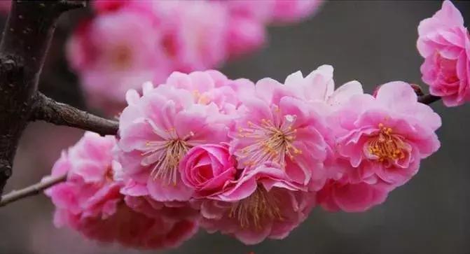 适合做盆景的梅花品种有哪些,梅花十大稀有品种哪种梅花最珍贵