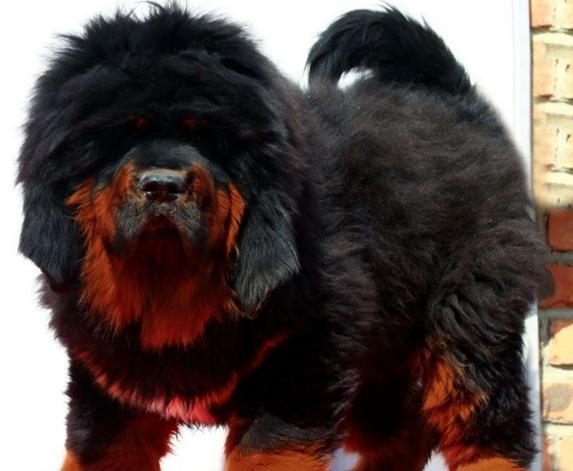 犬种百科之博美犬,犬种百科之阿拉斯加犬