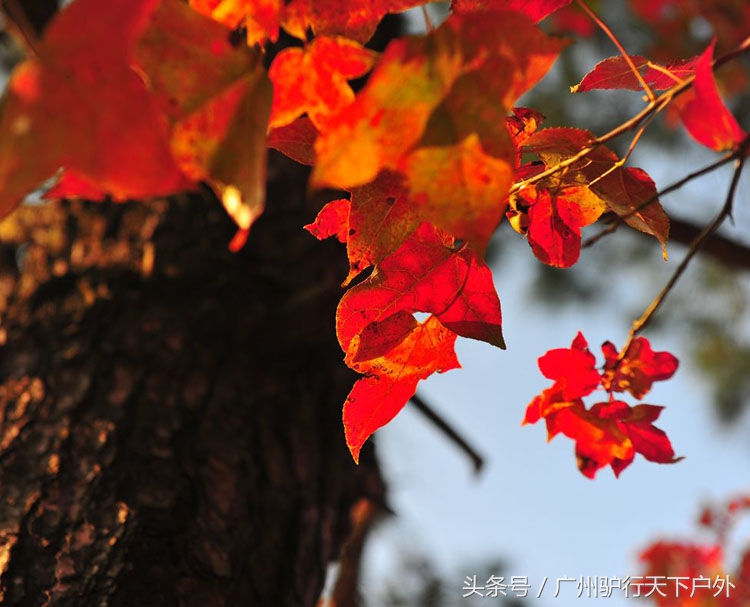 从化石门公园赏红叶旅游团,从化石门森林公园赏梅花路线