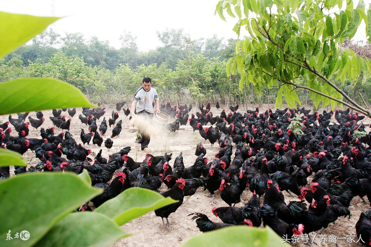 养鸡巧用野苋菜,养鸡小妙招田里养