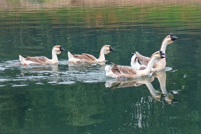去桂林阳朔必玩的景点,去阳朔必须打卡的景点图片