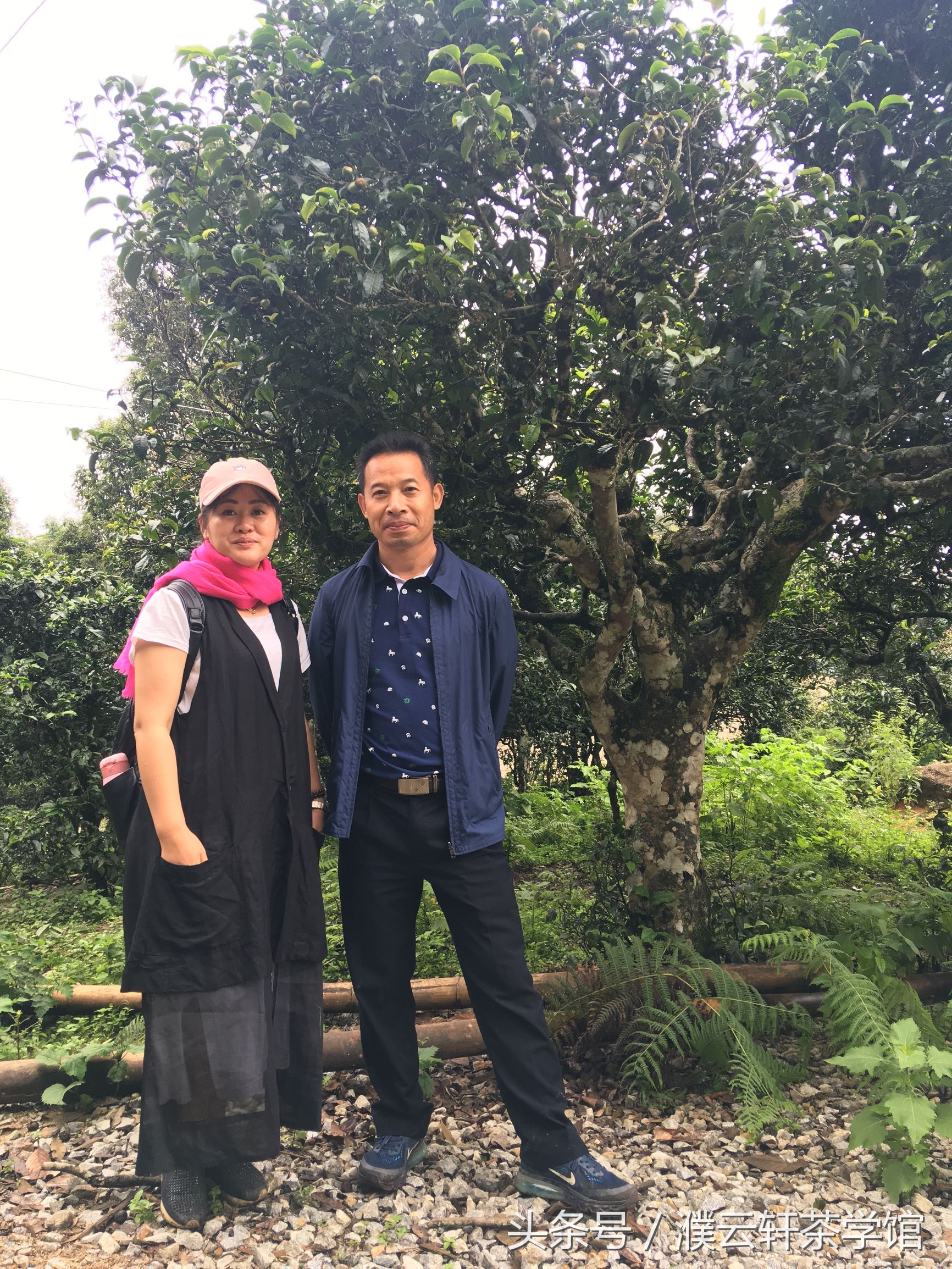 普洱茶的品鉴与评价,普洱茶值得品鉴的六大方面