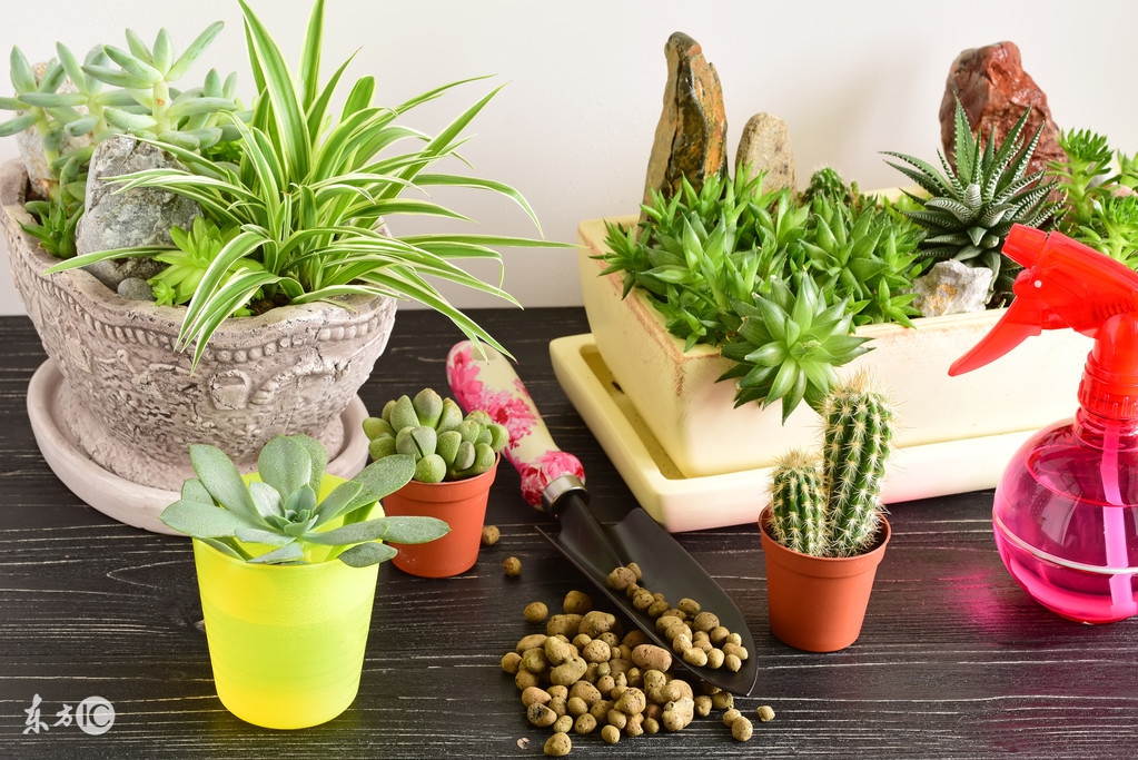 懒人种植观赏花草,适合夏季种植的懒人花草