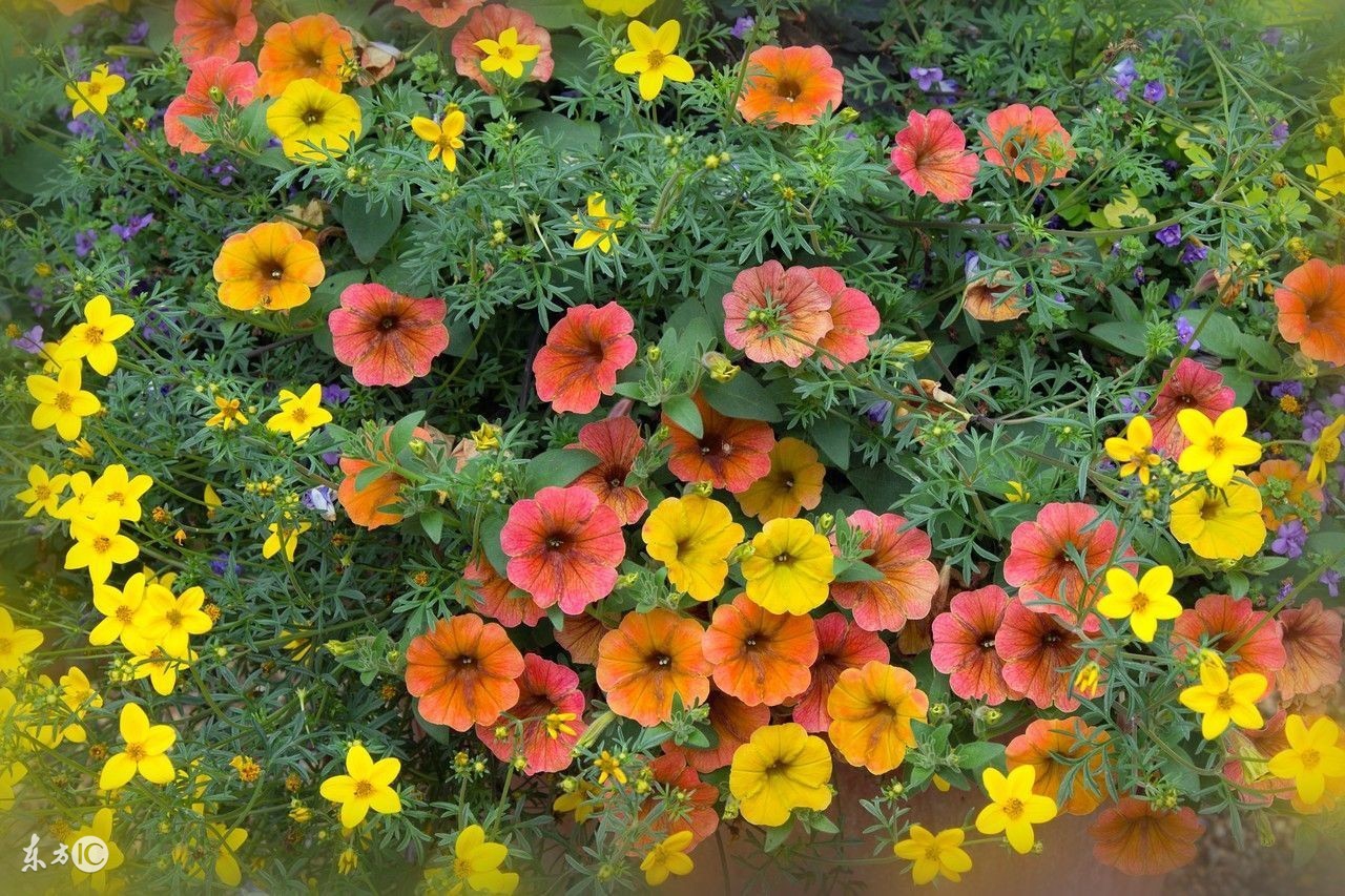 懒人种植观赏花草,适合夏季种植的懒人花草