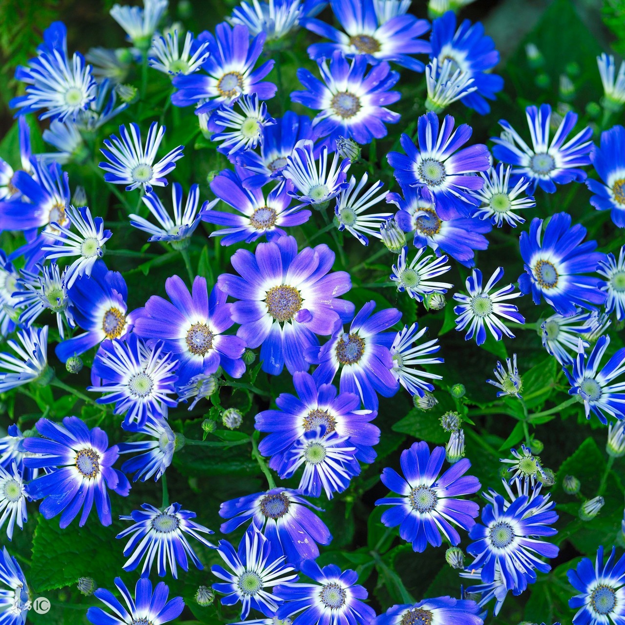 懒人种植观赏花草,适合夏季种植的懒人花草