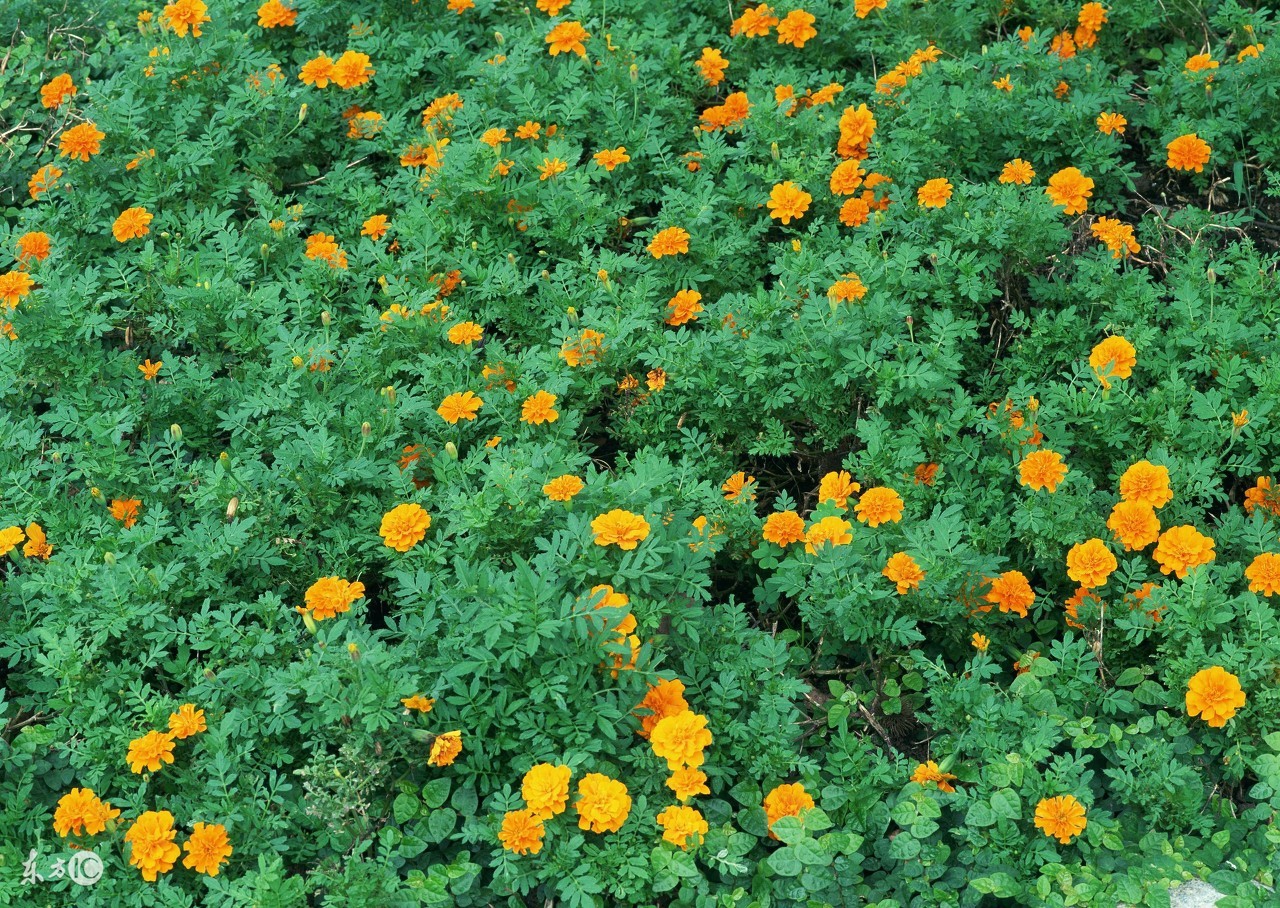 懒人种植观赏花草,适合夏季种植的懒人花草