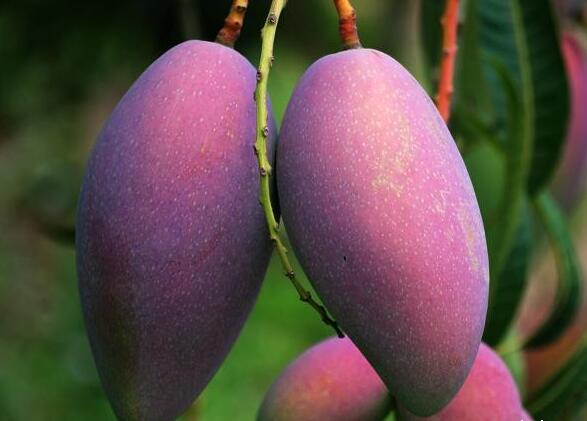 芒果有多少种品种图片,芒果有多少品种