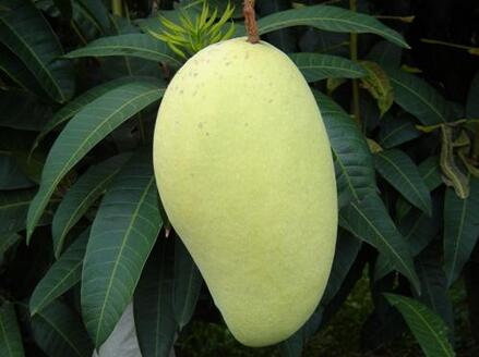 芒果有多少种品种图片,芒果有多少品种
