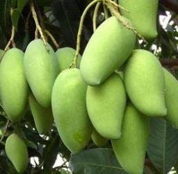 芒果有多少种品种图片,芒果有多少品种