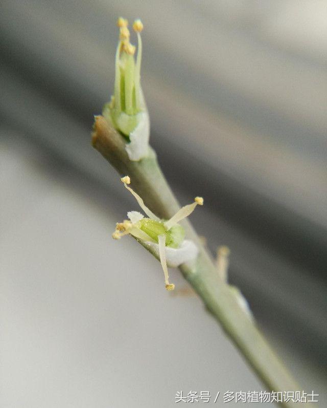 多肉植物卧牛怎样人工授粉,多肉植物授粉成功后注意事项