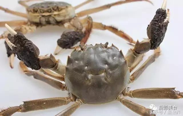 中国的螃蟹,螃蟹大赏的图片