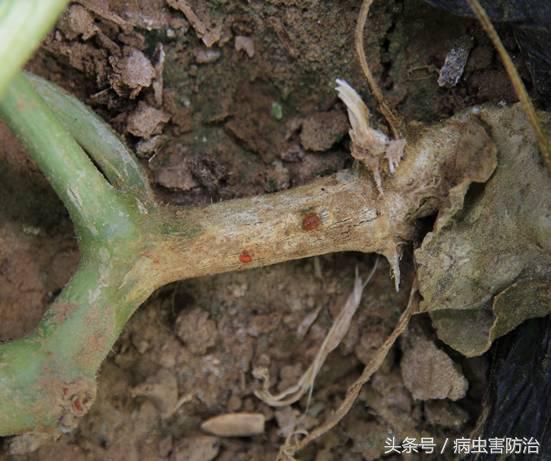 拱棚甜瓜种植管理技术,甜瓜苗期叶片发黄又薄怎么回事