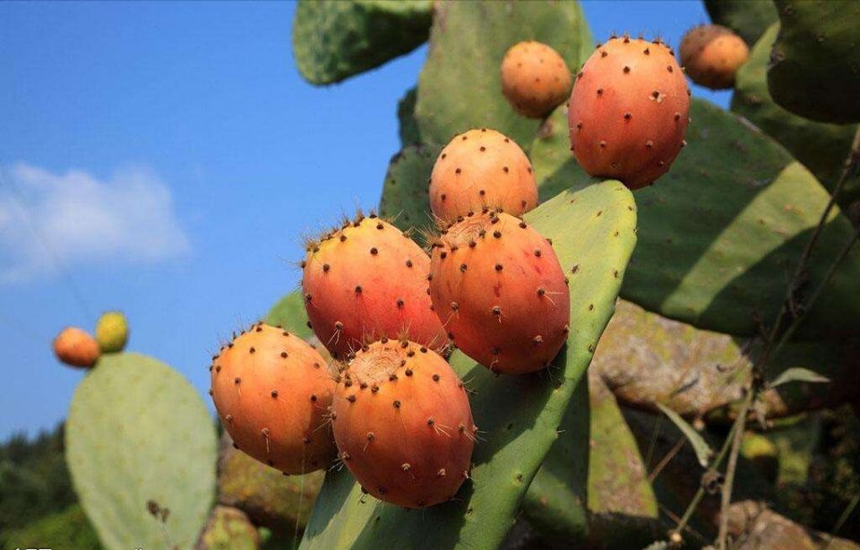 盘点世界上的奇特的水果,世界最奇葩罕见的20种水果