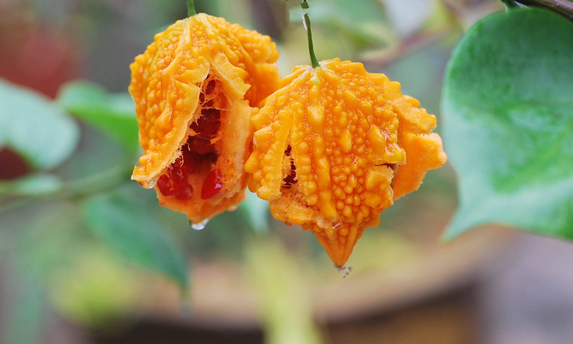 盘点世界上的奇特的水果,世界最奇葩罕见的20种水果