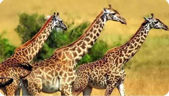 青岛冬天一日游最佳景点一览表,青岛的冬天有多浪漫