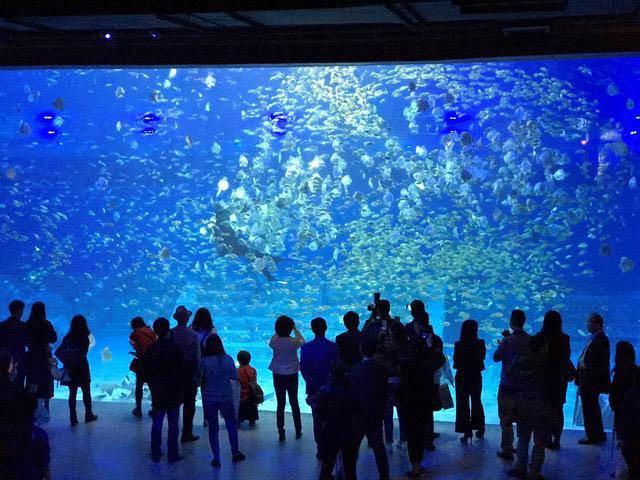 重庆汉海海洋公园团购,重庆汉海海洋公园