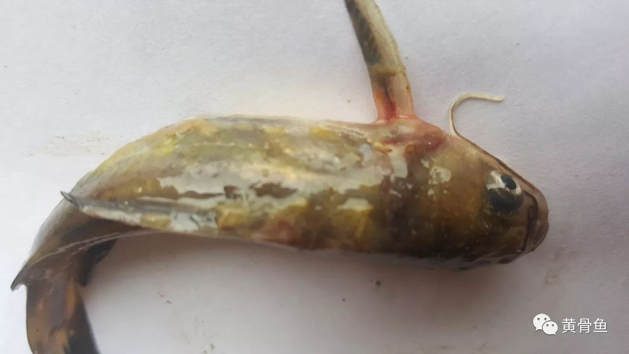 长毛了应该怎么去除,长毛怎么调理