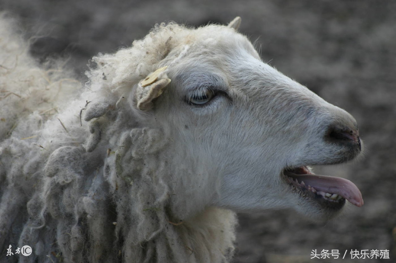 养殖羊怎么养最好,养好羊的技术视频