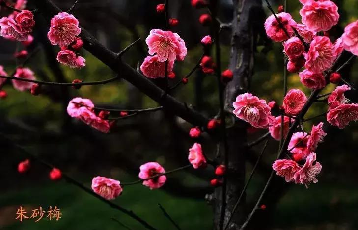 适合做盆景的梅花品种有哪些,梅花十大稀有品种哪种梅花最珍贵