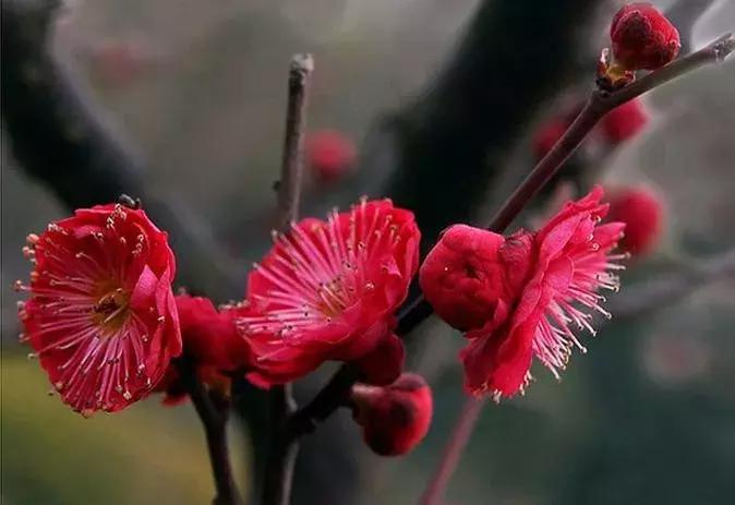 适合做盆景的梅花品种有哪些,梅花十大稀有品种哪种梅花最珍贵