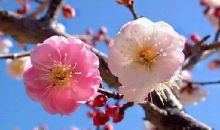 适合做盆景的梅花品种有哪些,梅花十大稀有品种哪种梅花最珍贵