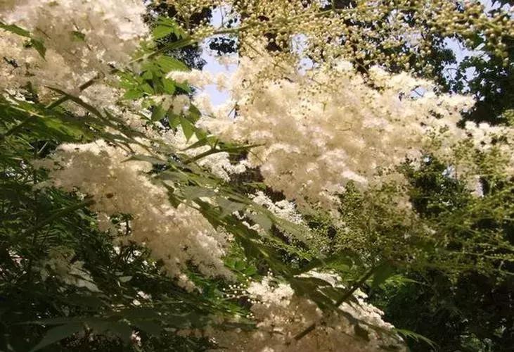 适合做盆景的梅花品种有哪些,梅花十大稀有品种哪种梅花最珍贵