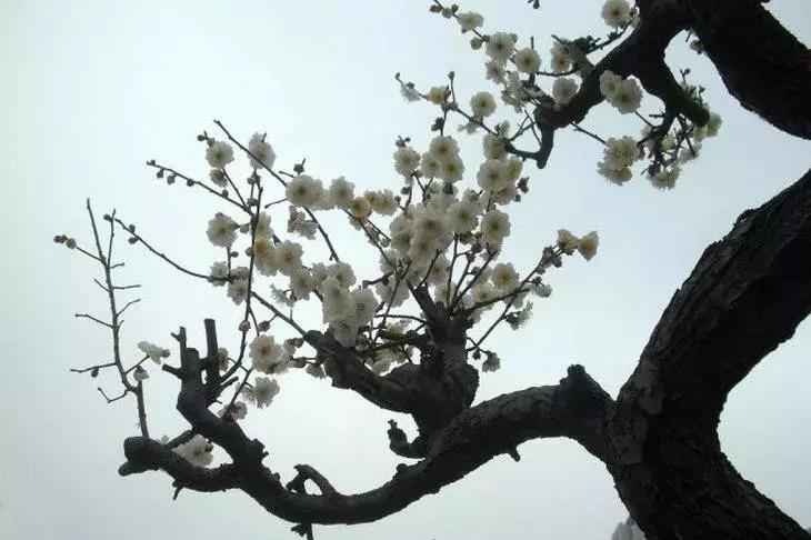 适合做盆景的梅花品种有哪些,梅花十大稀有品种哪种梅花最珍贵