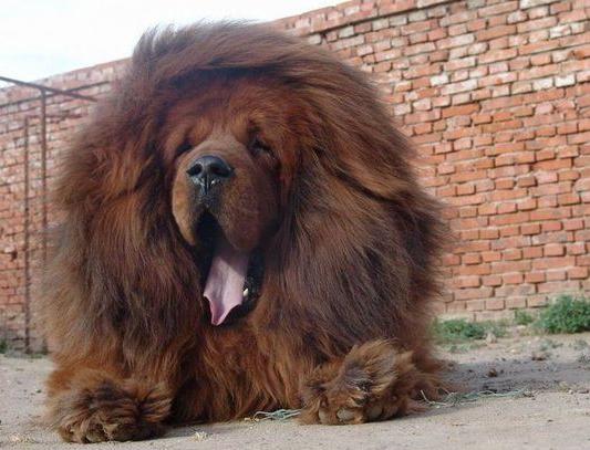 犬种百科之博美犬,犬种百科之阿拉斯加犬