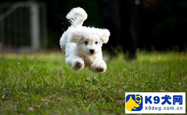 怎么判断比熊犬有没有得狂犬病,比熊幼犬狂犬病发作的样子