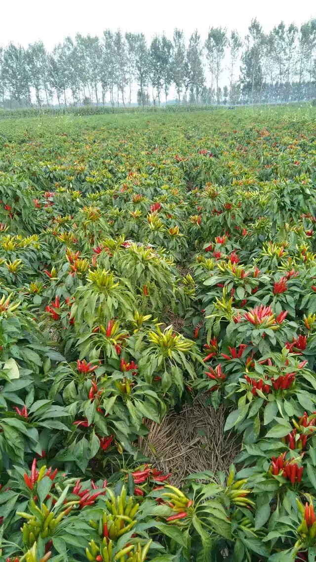 小本创业的春天来了吗,小本创业新思路