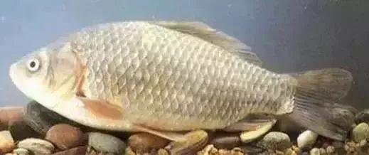 南北有别完整版,南北有别免费阅读