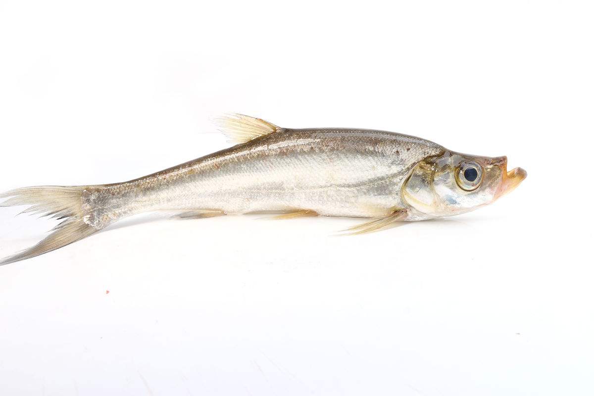 南北有别完整版,南北有别免费阅读