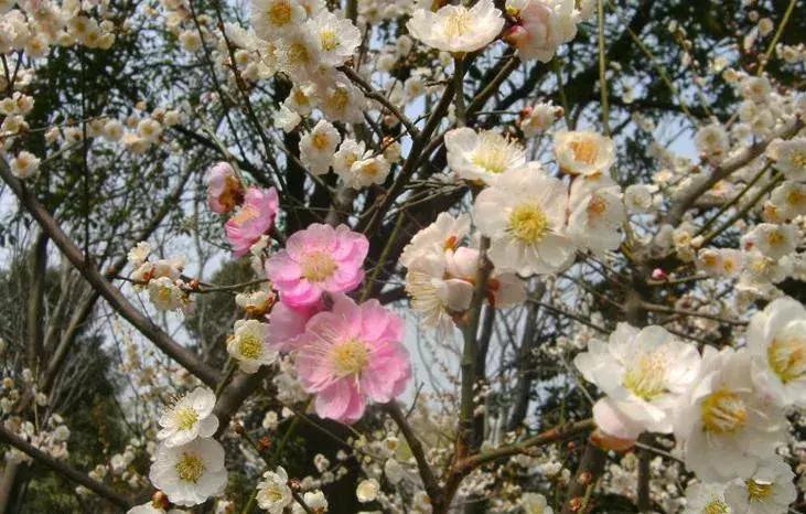适合做盆景的梅花品种有哪些,梅花十大稀有品种哪种梅花最珍贵
