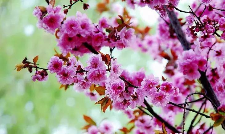 适合做盆景的梅花品种有哪些,梅花十大稀有品种哪种梅花最珍贵