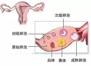 女性腹痛警惕五种病,女人腹痛怎么回事怎么缓解