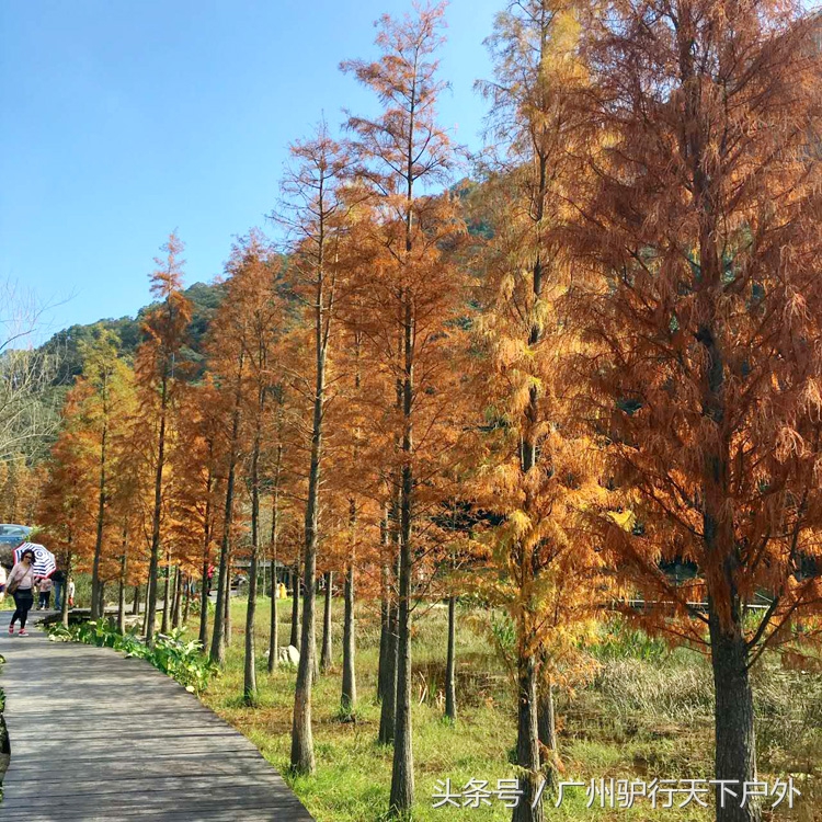从化石门公园赏红叶旅游团,从化石门森林公园赏梅花路线