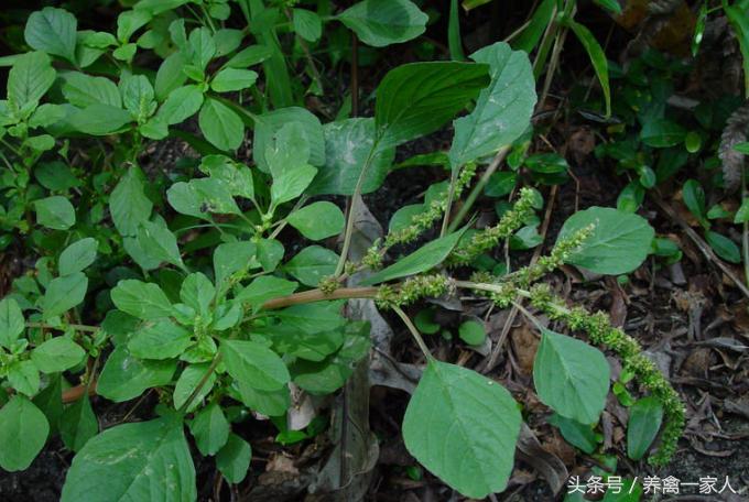 养鸡巧用野苋菜,养鸡小妙招田里养