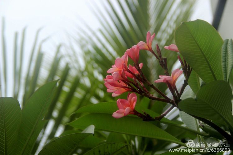 印度尼西亚巴厘岛印度教寺庙,巴厘岛最田园的热带风景